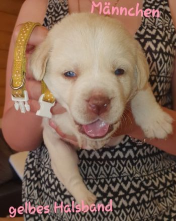 Am 25.04.2022 haben 7 kleine Fellnasen das Licht der