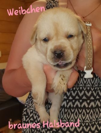 Am 25.04.2022 haben 7 kleine Fellnasen das Licht der