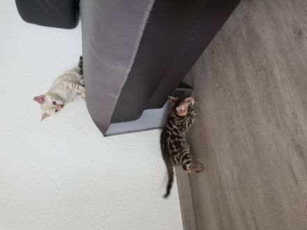 Hallo liebe Bengalfreunde, wir sind sehr erfahren