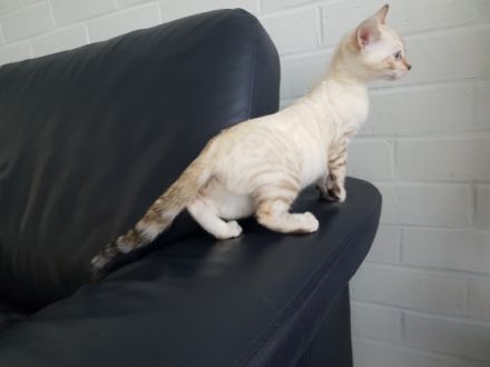 Hallo liebe Bengalfreunde, wir sind sehr erfahren