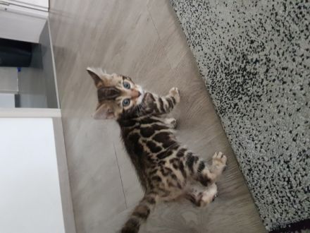 Hallo liebe Bengalfreunde, wir sind sehr erfahren