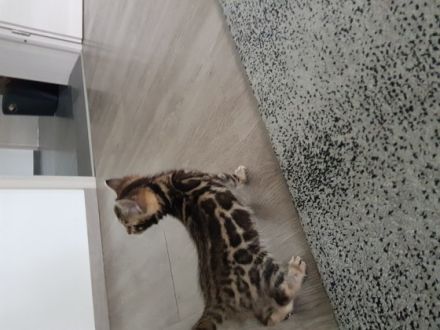 Hallo liebe Bengalfreunde, wir sind sehr erfahren