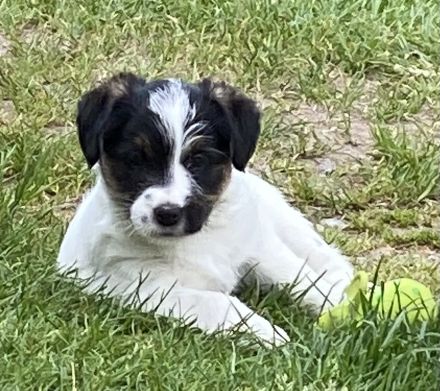 Jack Russel Terrier mit Ahnentafel FCI