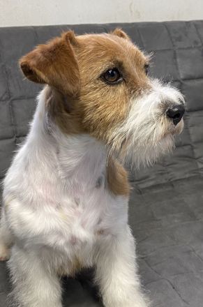 Wir planen für Frühling 2026 wieder einen Wurf Jack