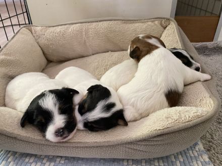 Jack Russel Terrier mit Ahnentafel FCI