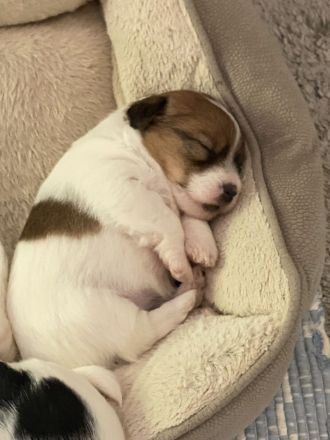 Jack Russel Terrier mit Ahnentafel FCI