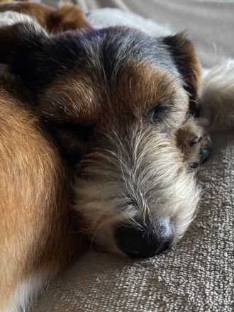 Wir planen für Frühling 2026 wieder einen Wurf Jack