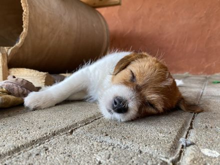 Jack Russel Terrier mit Ahnentafel FCI