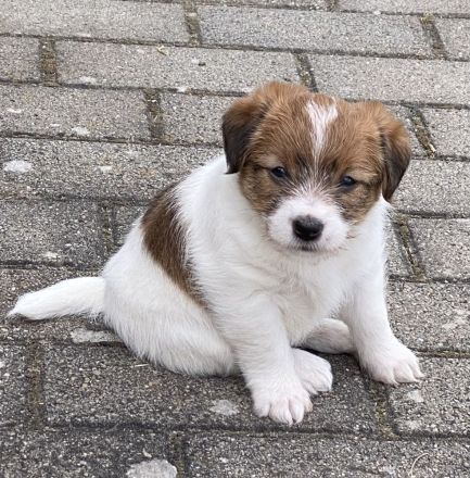 Jack Russel Terrier mit Ahnentafel FCI