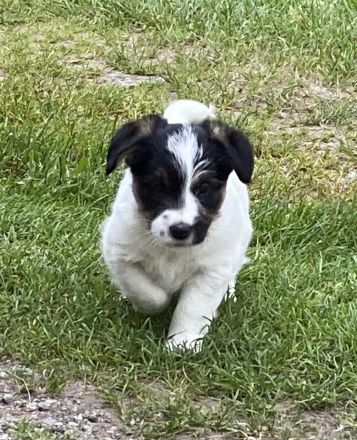 Jack Russel Terrier mit Ahnentafel FCI