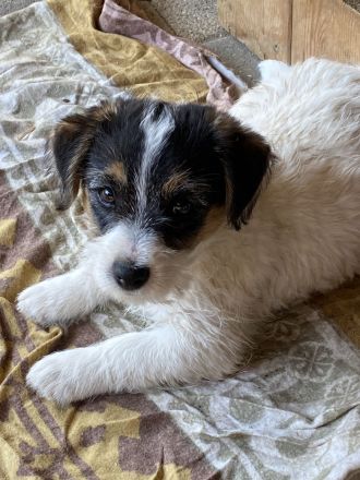 Jack Russel Terrier mit Ahnentafel FCI