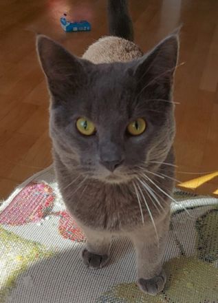 Hallo unsere Supersüße Kartäuser Mama hat uns am 08.05