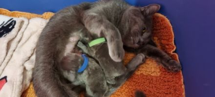 Hallo unsere Supersüße Kartäuser Mama hat uns am 08.05