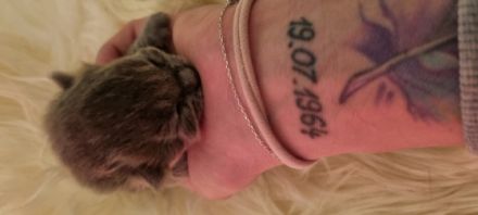 Hallo unsere Supersüße Kartäuser Mama hat uns am 08.05