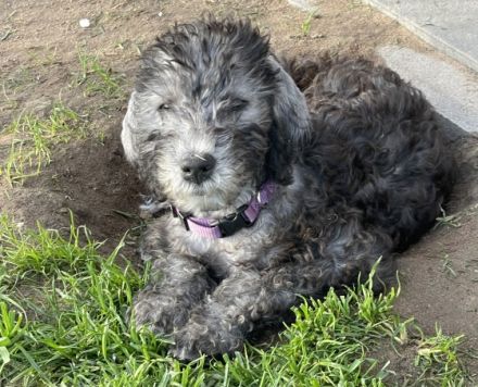 In der Bedlington-Terrier Hobbyzucht *Stars of Bavaria*