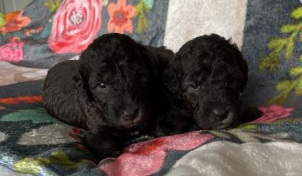 In der Bedlington-Terrier Hobbyzucht *Stars of Bavaria*