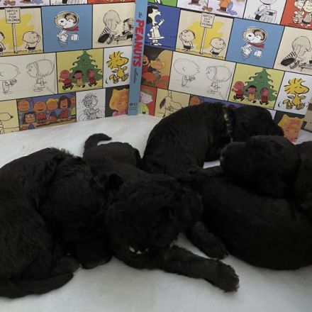 In der Bedlington-Terrier Hobbyzucht *Stars of Bavaria*