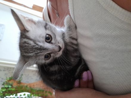 Wir drei Katzenbabys suchen noch ein liebevolles