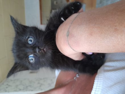 Wir drei Katzenbabys suchen noch ein liebevolles