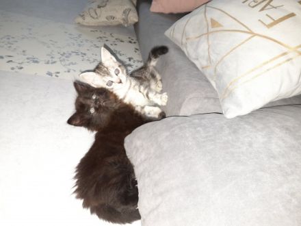 Wir drei Katzenbabys suchen noch ein liebevolles