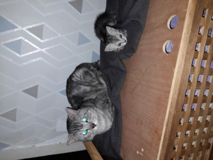 Wir drei Katzenbabys suchen noch ein liebevolles