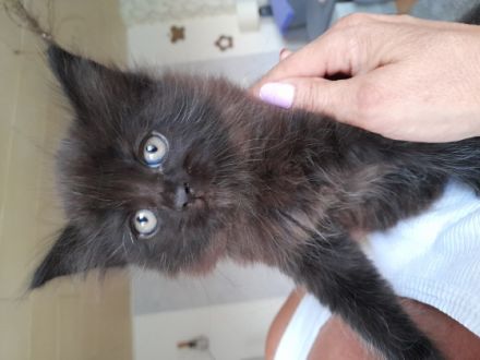 Wir drei Katzenbabys suchen noch ein liebevolles