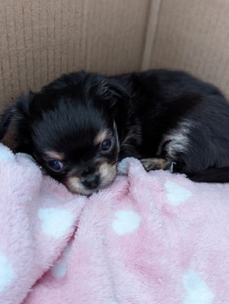 Wir verkaufen zwei süße kleine Chihuahua Welpen. Beide