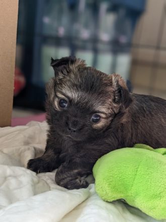 Wir verkaufen zwei süße kleine Chihuahua Welpen. Beide