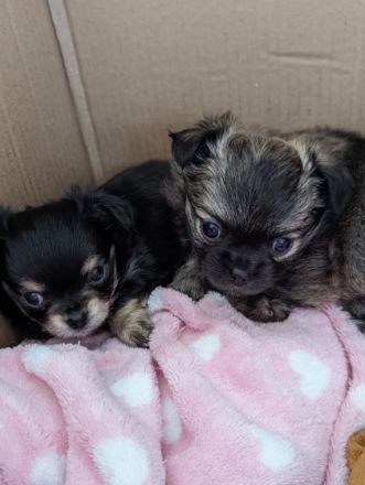 Wir verkaufen zwei süße kleine Chihuahua Welpen. Beide