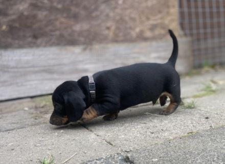 Am 31.03.2022 hat meine Dackelhündin ,8 Babys zur Welt