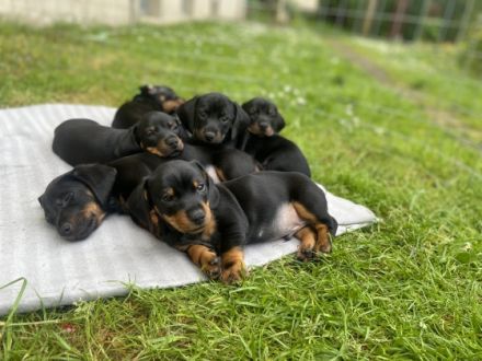 Am 31.03.2022 hat meine Dackelhündin ,8 Babys zur Welt