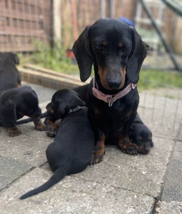 Am 31.03.2022 hat meine Dackelhündin ,8 Babys zur Welt