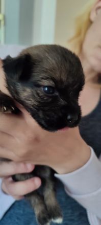 Wir haben Nachwuchs, von 6 kleinen Shitzu-Mix Welpen...