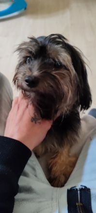 Wir haben Nachwuchs, von 6 kleinen Shitzu-Mix Welpen...