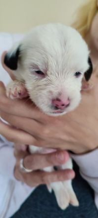 Wir haben Nachwuchs, von 6 kleinen Shitzu-Mix Welpen...