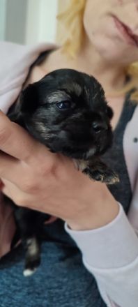 Wir haben Nachwuchs, von 6 kleinen Shitzu-Mix Welpen...