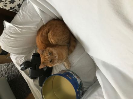 Hallo, ich gebe meine Kätzin namens "Lilly" zum Verkauf