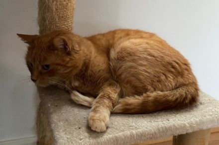 Hallo, ich gebe meine Kätzin namens "Lilly" zum Verkauf