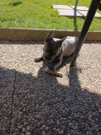 Verkaufe schweren Herzens meinen French Bully Rüden. Er