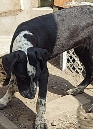 Sie haben die Erstimpfung (blauen EU Pass) sind gechipt