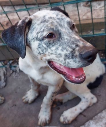 Sie haben die Erstimpfung (blauen EU Pass) sind gechipt