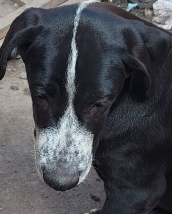 Sie haben die Erstimpfung (blauen EU Pass) sind gechipt