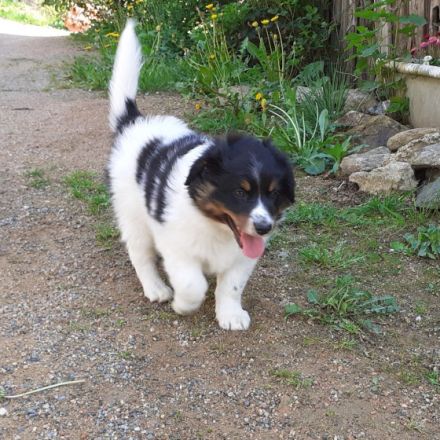 Struppi ist der perfekte Familienhund, ganz lieb,