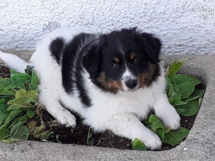 Struppi ist der perfekte Familienhund, ganz lieb,