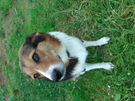 Struppi ist der perfekte Familienhund, ganz lieb,