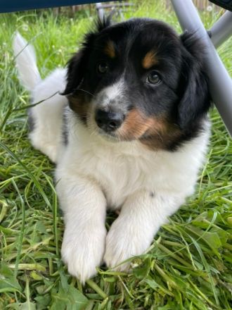 Struppi ist der perfekte Familienhund, ganz lieb,