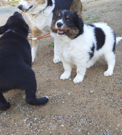 Struppi ist der perfekte Familienhund, ganz lieb,