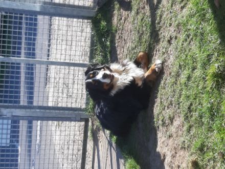 Am 17.04.22 kamen 10 gesunde , kräftige Osterbärchen in