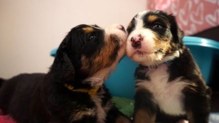 Am 17.04.22 kamen 10 gesunde , kräftige Osterbärchen in