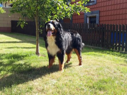 Am 17.04.22 kamen 10 gesunde , kräftige Osterbärchen in